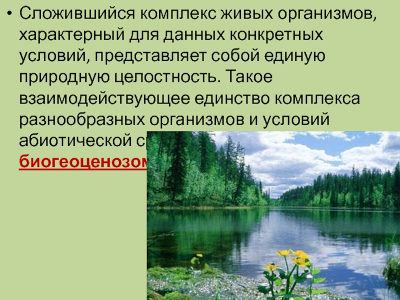 Презентация на тему природное сообщество