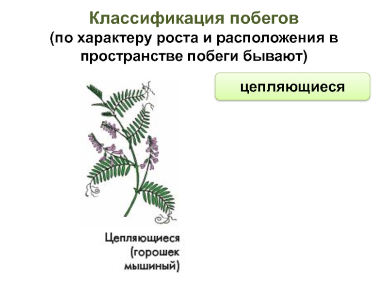 Рост и развитие побега. Классификация побегов. Побеги по характеру расположения в пространстве. Классификация побегов схема. Классификация побегов по характеру роста.