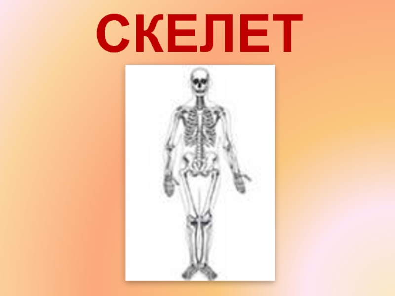 Класс скелета. Скелет человека с названием. Скелет человека где что находится. Презентация внутреннее строение скелета. Скелет c5h8.