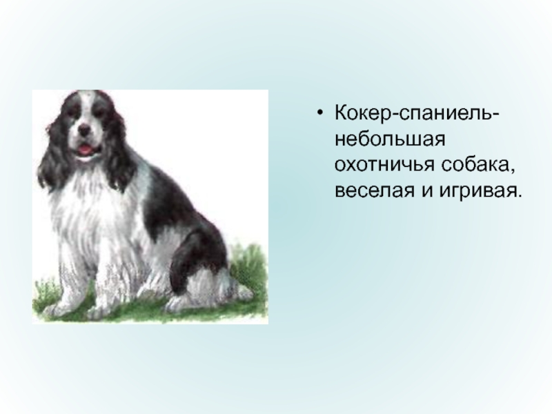 Атлас от земли до неба породы собак. Английский кокер спаниель презентация. Презентация про собак породы спаниель. Атлас определитель кокер спаниель. Стих про спаниеля.