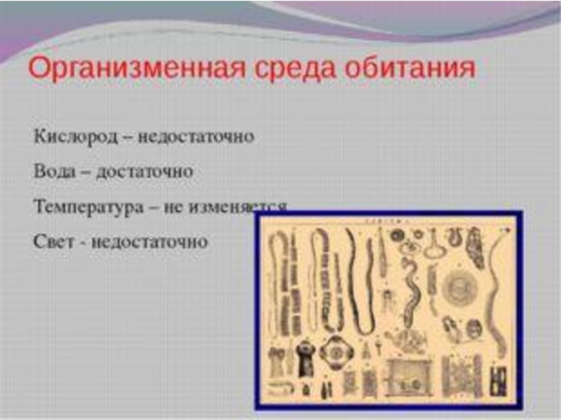 Организменная среда обитания 5 класс биология презентация