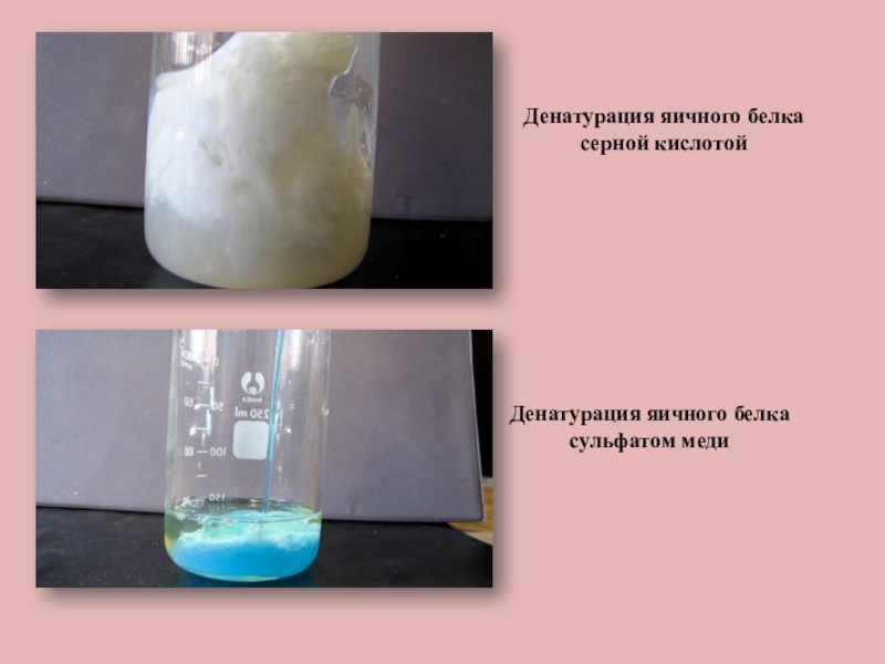 Купоросы серной кислоты. Сульфат меди и белок денатурации. Денатурация белка раствор куриного белка. Денатурация белка сульфатом меди. Денатурация яичного белка сульфатом меди.