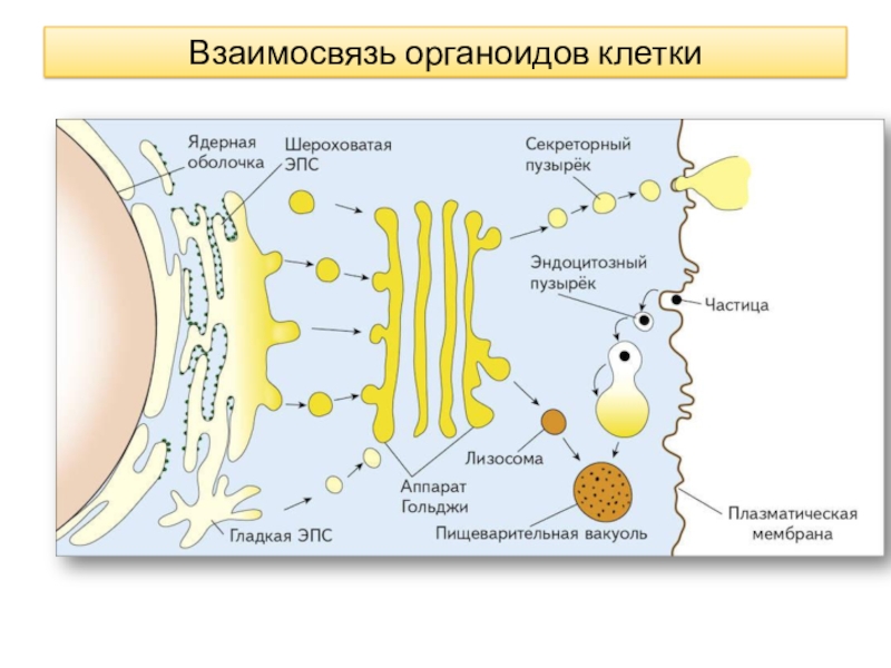 Внутренняя среда клеток органоид. Взаимосвязь одномембранных органоидов. Взаимосвязь одномембранных органоидов клетки. Взаимосвязь функций органоидов клетки схема. Взаимосвязь одномембранных органоидов клетки рисунок.