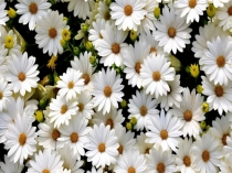 Презентация по предметно-практической деятельности История изготовления искусственных цветов