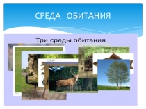 Среда обитания
