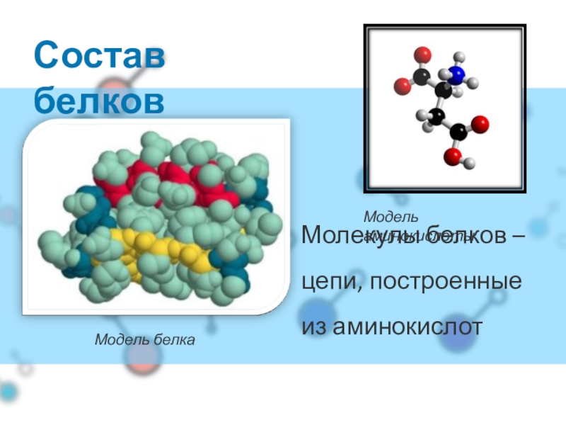 Молекула белка состоит из аминокислот