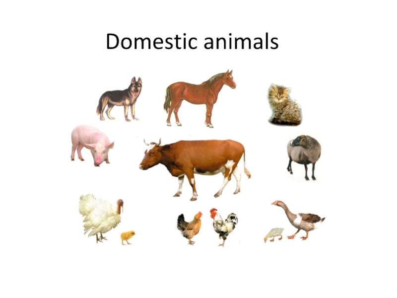 Презентация Презентация по английскому языку на тему  домашние животные