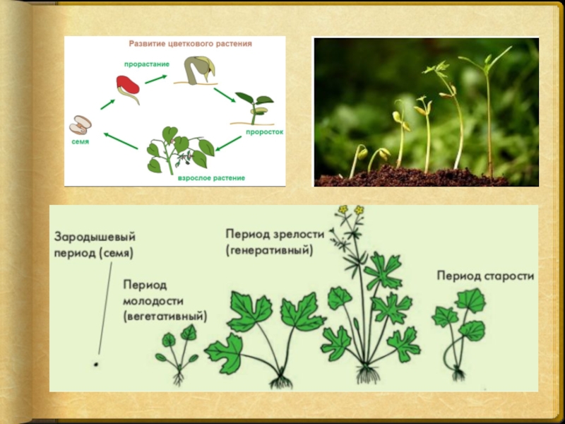 Тела растений имеет строение