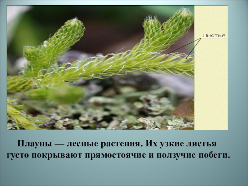 Побеги плаунов. Побег плауна. Листья плауна. Ползучие побеги плауна. Прямостоячий побег у плауна.