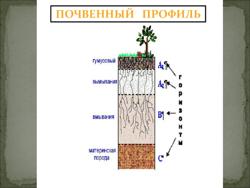 Презентация почвы 6 класс география полярная звезда