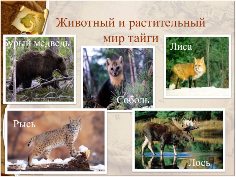 Природная зона в красноярском крае. Обитатели тайги. Животный мир тайги. Тайга растительность и животные. Зона тайги растения и животные.
