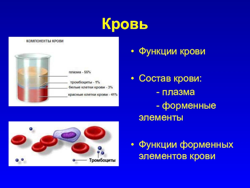 Функции крови картинки