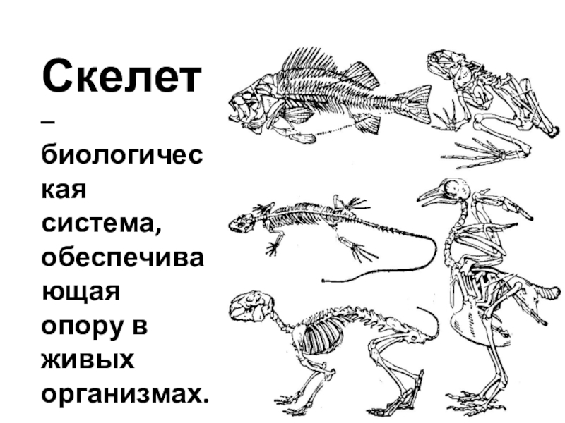 Опорно двигательная система птиц презентация