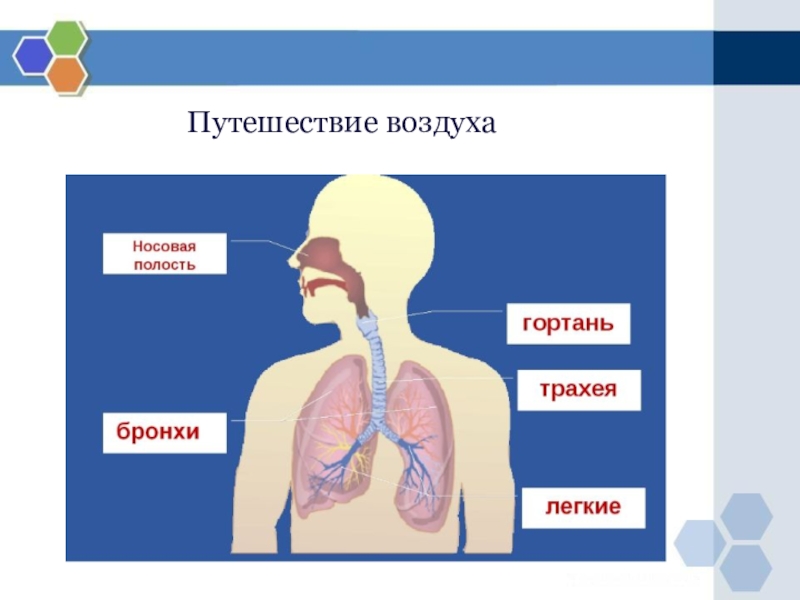 Презентация дыхание 3 класс