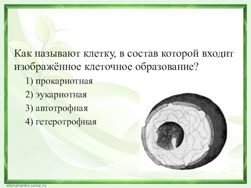 Ячейкой называется. Как называют клетку в состав которой входит. Гетеротрофная клетка. Клеточные образования. Автотрофные и гетеротрофные клетки.