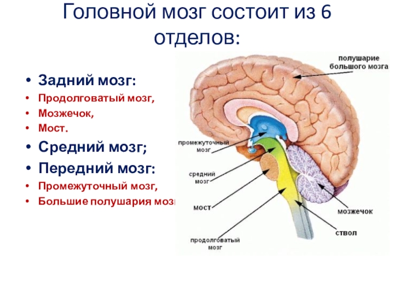 Мост и мозжечок строение. Отделы мозга продолговатый промежуточный. Головной мозг строение мозжечок мост. Передний, продолговатый, средний и промежуточный отделы мозга. Функции 5 отделов головного мозга человека.