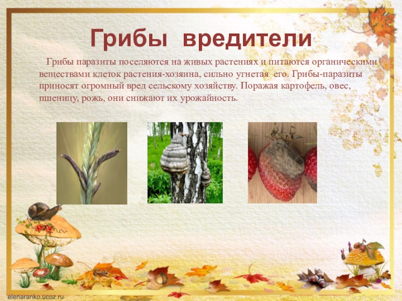 Сообщение на тему грибы паразиты. Паразитические грибы. Грибы паразиты. Грибы вредители сельскохозяйственных растений. Биология грибы вредители.
