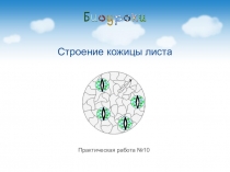 Тема урока Клеточное строение листа