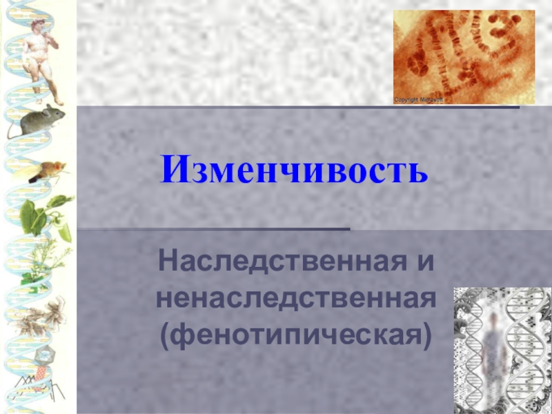 Презентация на тему изменчивость наследственная и ненаследственная 10 класс