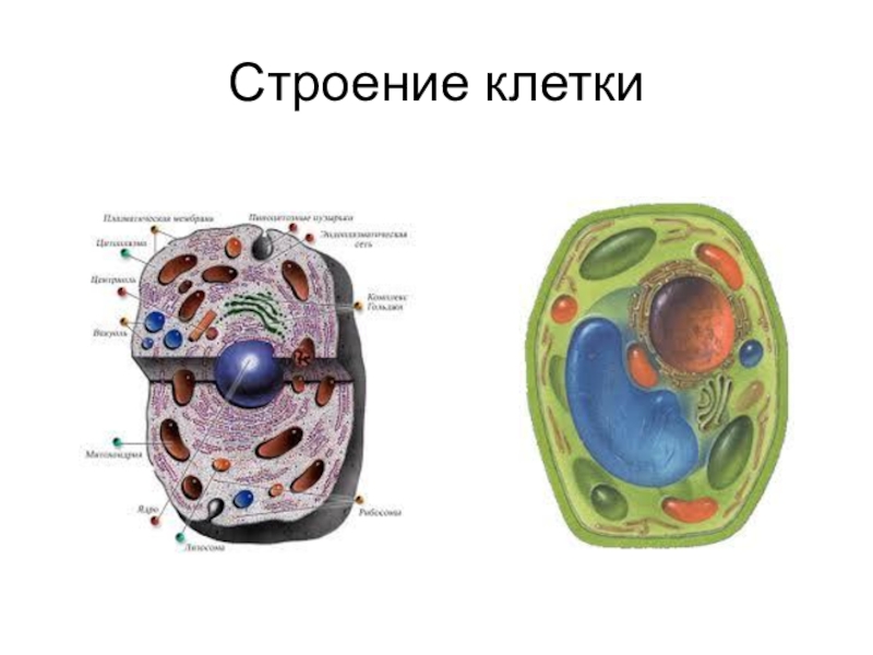 Фото строение клетки по биологии 5 класс