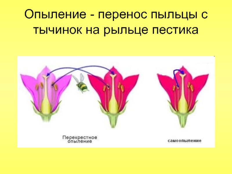 Рисунок перекрестного опыления