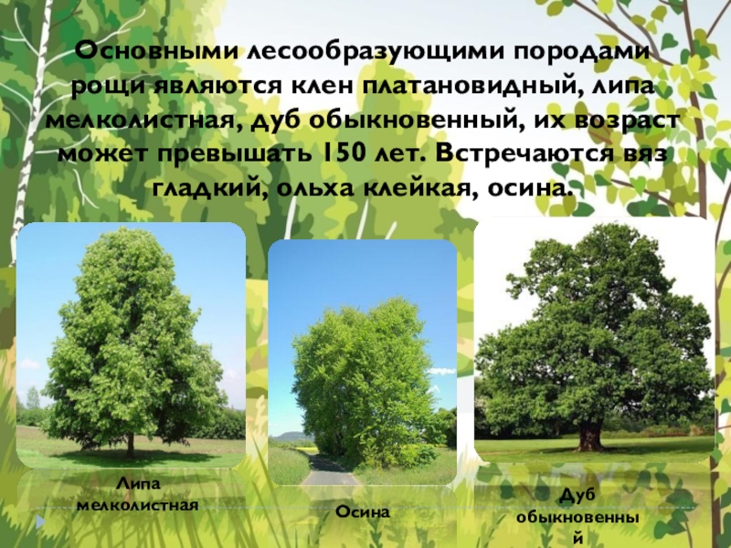 Основные лесообразующие породы. Главные лесообразующие породы. Лесообразующие породы деревьев. Основные лесообразующие древесные породы. Основные лесообразующие породы России.