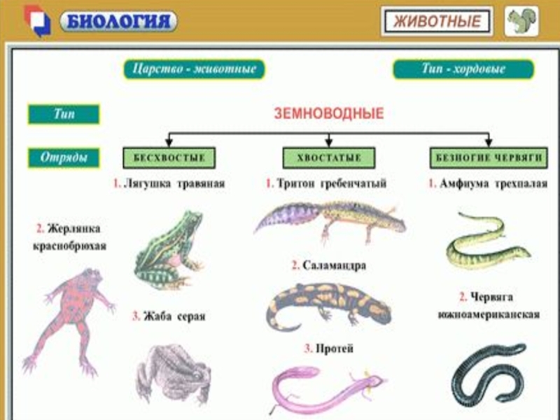 Заполните схему класс земноводные отряд признаки отряда