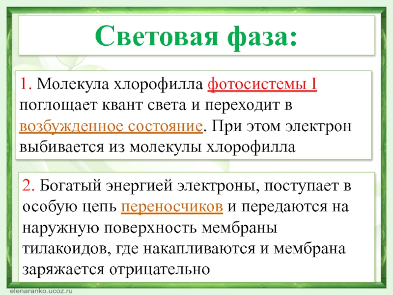 Хлорофилл поглощает. Световая фаза Квант света. Возбуждение хлорофилла световая фаза. Молекула хлорофилла возбуждается квантами какого света. Молекула способна поглощать Квант.