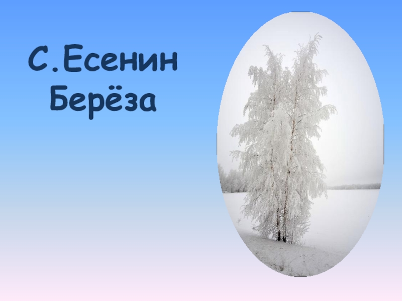 Литературное чтение 2 класс есенин белая береза. Есенин береза. Есенин береза презентация 3 класс. Берёза Есенин рисунок. Есенин береза пистолет.