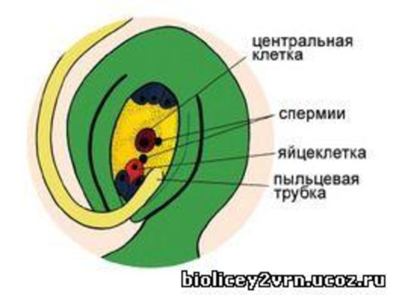 Оплодотворение происходит внутри семязачатка. Семязачаток покрытосеменных растений. Строение зародышевого мешка у покрытосеменных. Строение семязачатка растения. Семязачаток и зародышевый мешок.