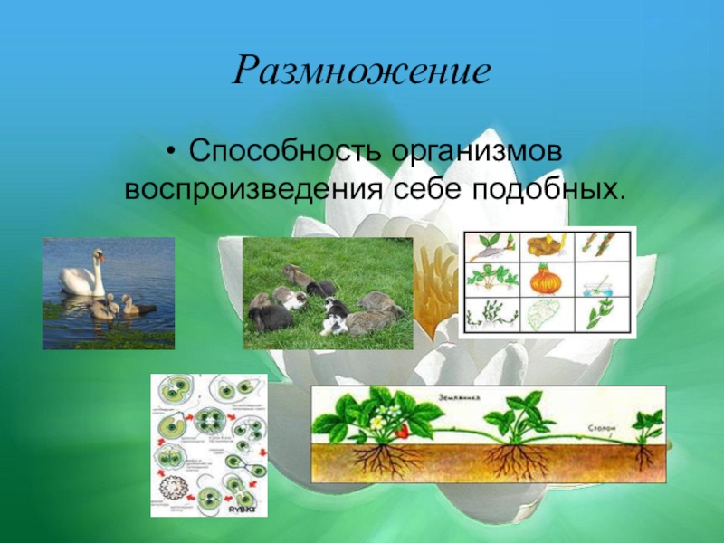 Способность организмов воспроизводить себе подобных. Размножение это способность организмов воспроизводить себе подобных. Воспроизведение это в биологии. Размножение это способность организма. Воспроизведение организмами себе подобных размножение это.