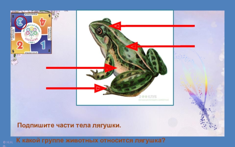 Жизнь земноводных весной презентация 1 класс 21 век