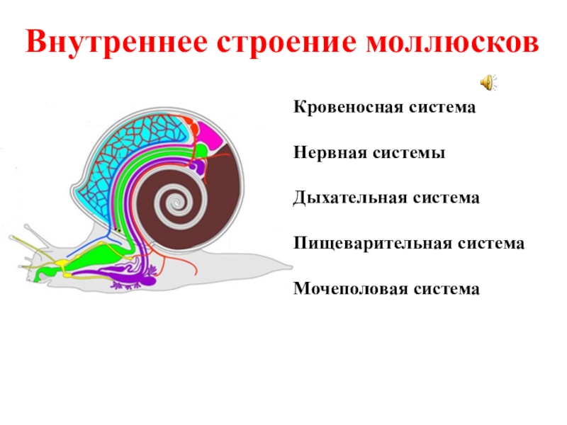 Строение моллюсков 7 класс. Строение выделительной системы моллюсков. Внутреннее строение моллюсков таблица. Дыхательная система брюхоногих моллюсков таблица. Кровеносная система моллюсков презентация.