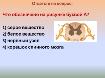 Презентация по биологии на тему Головной мозг (8 класс)
