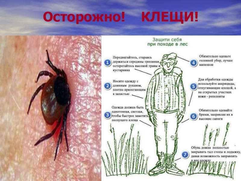 Лесные опасности 2 класс окружающий мир проект клещи