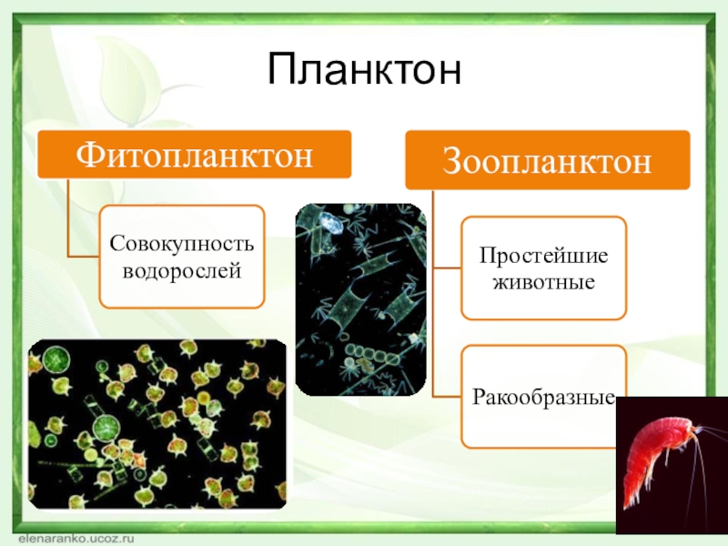 Презентация по теме планктон