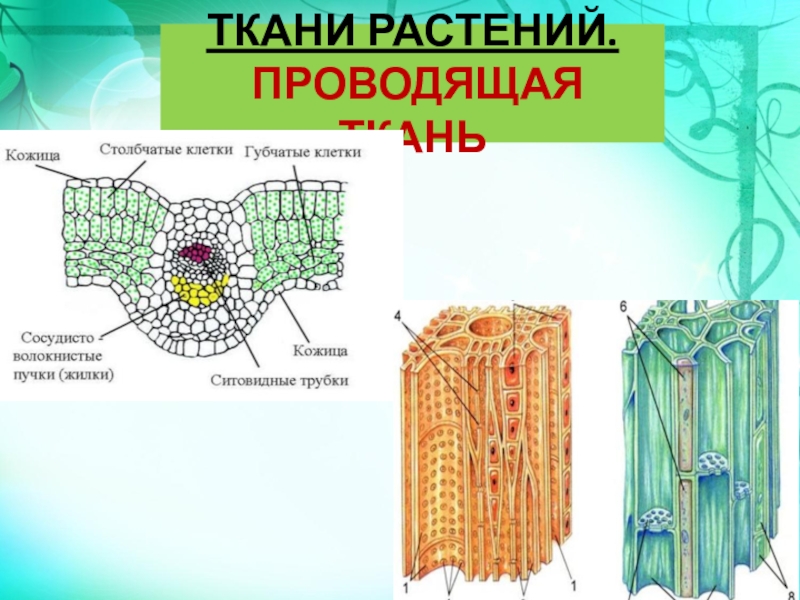 Сильно развиты механические ткани листа
