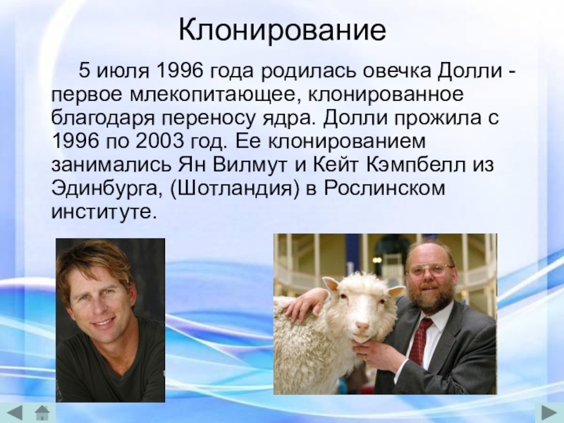 Этим способом появилась на свет овца. 1996 Родилась Овечка Долли. Овечка Долли 1997.