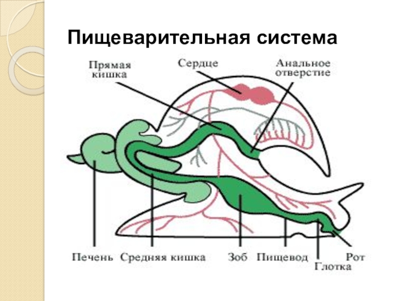 Строение моллюсков 7 класс биология. Пищеварительная система моллюсков 7 класс. Кишка у моллюсков. Пищеварительная система у моллюсков печень. Двустворчатые моллюски пищеварительная система схема.