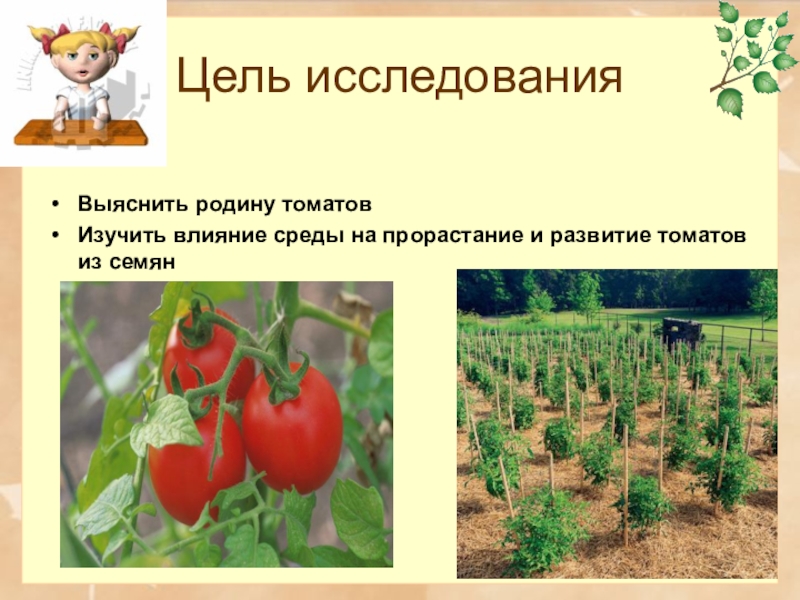 Родиной томата является. Сообщение о культурном растении томат. Сообщение о помидоре.