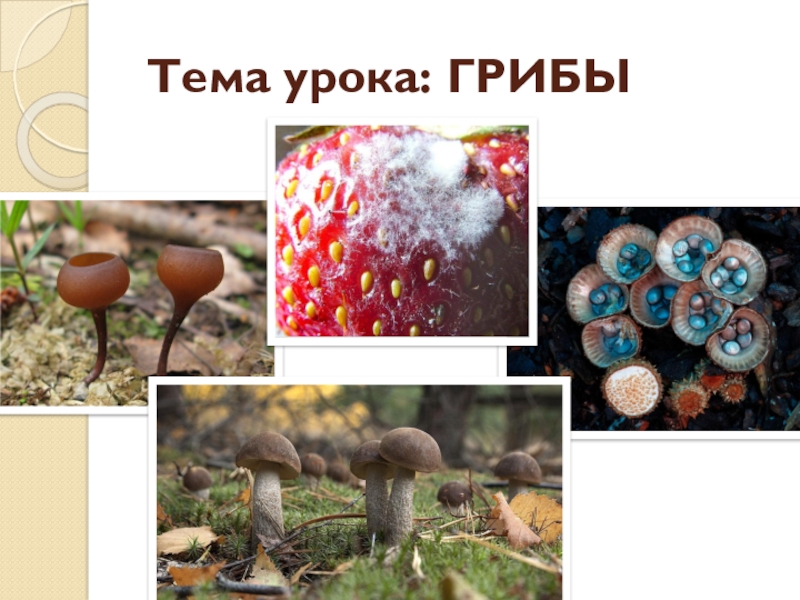 Урок биологии грибы. Тема урока грибы. Грибы 5 класс биология. Биология 5 кл что такое грибы. Урок биологии 5 класс грибы.