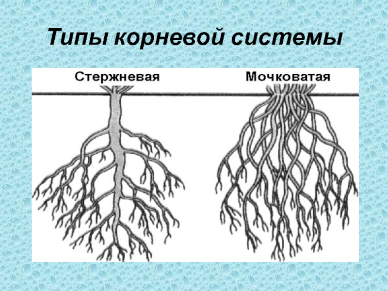 Корневые корешки. Типы корневых систем 6 класс биология. Типы корневых систем рисунок 6 класс. Корневая система корневого типа. Корневая система 6 класс биология.