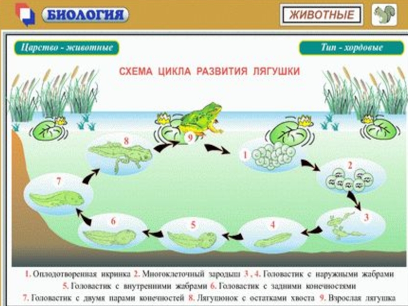 Развитие лягушки схема 3 класс окружающий мир