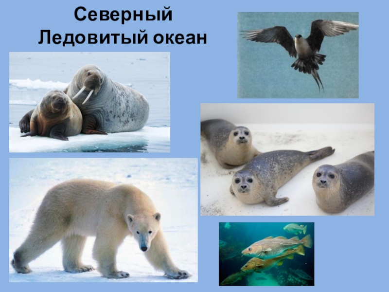 Северный ледовитый животный мир. Животные Северного Ледовитого океана. Обитатели Северного Ледовитого океана. Severniy ledovitiy Okean zhivotnie. Животный мир севера.