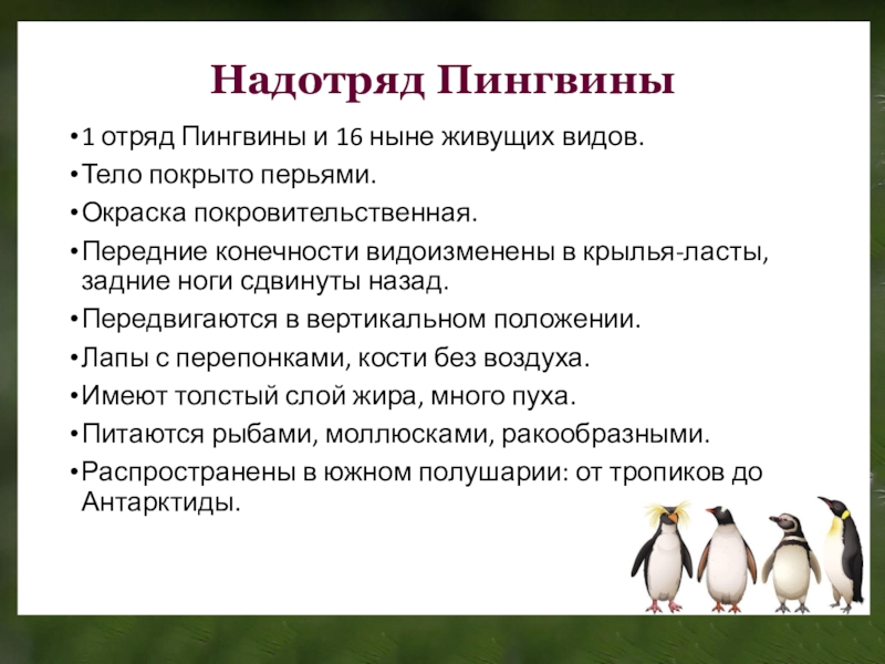 Презентация про пингвинов биология 7 класс