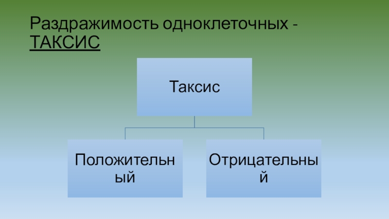 Таксис