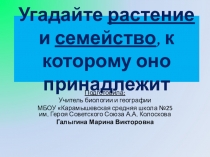 Презентация Угадай растение и его семейство