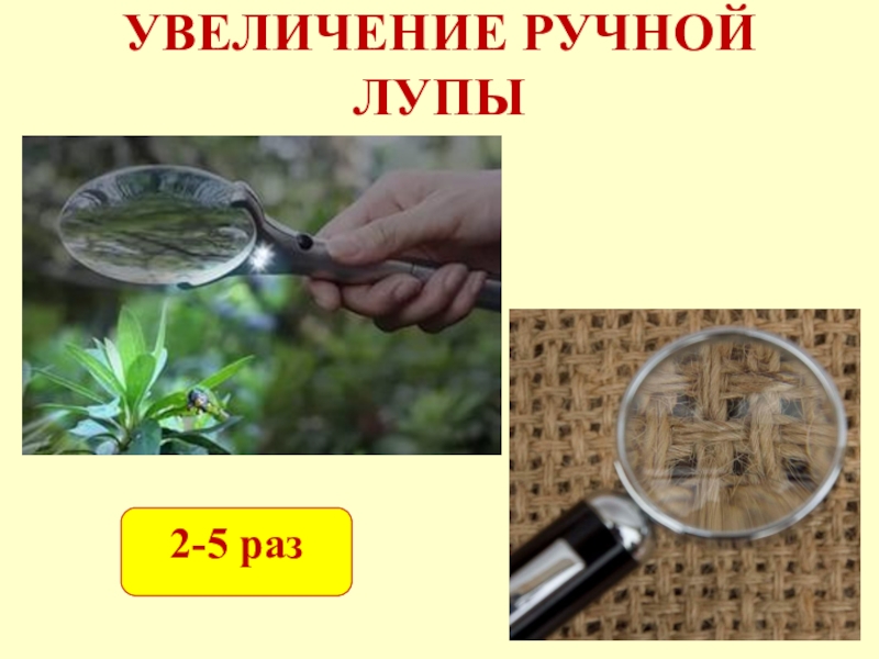 Увеличение в 5 раз. Увеличение под лупой. Увеличение через лупу. Ручная лупа увеличение. Лупа по биологии 5 класс.