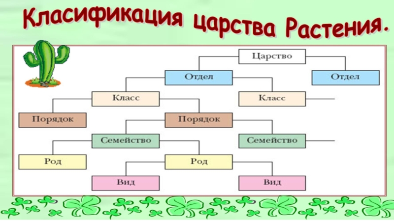 Разделы растений. Биология скрипты ботаника. Ответвления ботаники. Разделы ботаники для ОГЭ по биологии. Раздел биологии за род.