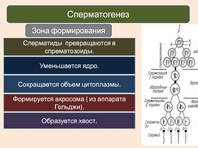 Особенности образования половых клеток презентация